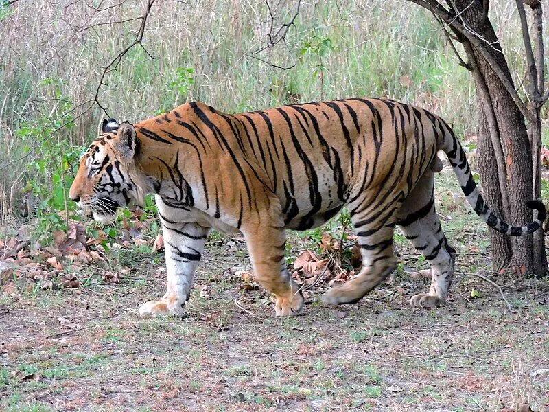 Ranchi: घाटशिला के जंगल में दिखा बाघ, ग्रामीणों में दहशत का माहौल