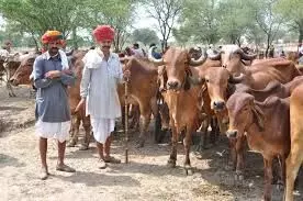 Jalore: मुख्यमंत्री मंगला पशु बीमा योजना में इच्छुक 31 जनवरी तक कर सकते हैं आवेदन