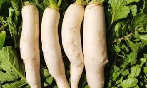 Health: वजन घटाने से लेकर इम्युनिटी बढ़ाने तक, मूली का जूस पीने के ये हैं फायदे Health: वजन घटाने से लेकर इम्युनिटी बढ़ाने तक, मूली का जूस पीने के ये हैं फायदे