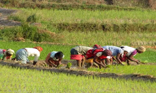 Odisha: ओडिशा किसानों को जलवायु परिवर्तन के अनुकूल बनाने के लिए प्रशिक्षण देगा Odisha: ओडिशा किसानों को जलवायु परिवर्तन के अनुकूल बनाने के लिए प्रशिक्षण देगा