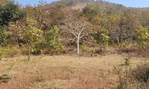 संबलपुर: हरियाली खत्म होने से चिंता बढ़ी