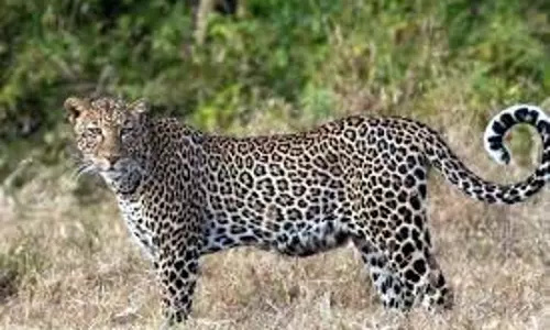 Jharkhand: खुले में घूमता दिखा बाघ, कई इलाकों में दहशत Jharkhand: खुले में घूमता दिखा बाघ, कई इलाकों में दहशत