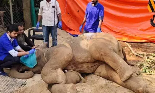 नंदनकानन प्राणी उद्यान में विशालकाय बछड़े की मौत नंदनकानन प्राणी उद्यान में विशालकाय बछड़े की मौत
