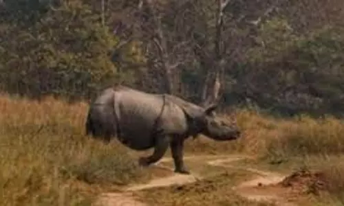 Lakhimpur Kheri: जंगल के बाहर निकले गैंडे ने कई गांवों की फसलें रौंदीं Lakhimpur Kheri: जंगल के बाहर निकले गैंडे ने कई गांवों की फसलें रौंदीं