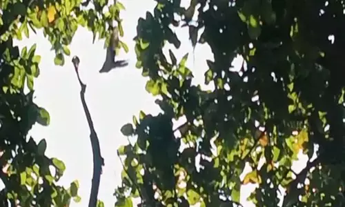 तोते ने सांप से लड़ाई कर अपने अंडों को बचाया