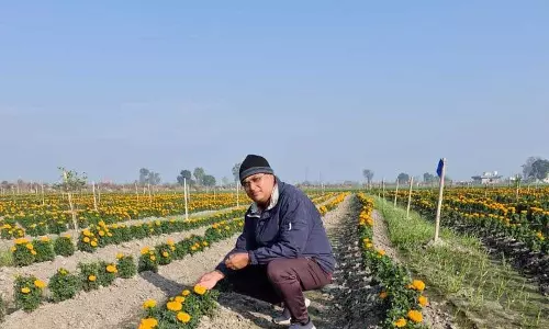 Haryana : तकनीक-प्रेमी किसान ने गेंदा की खेती की ओर रुख किया Haryana : तकनीक-प्रेमी किसान ने गेंदा की खेती की ओर रुख किया