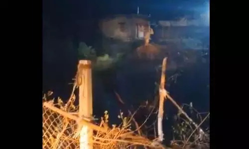 बाघिन का निवाला बनी गाय, वीडियो वायरल