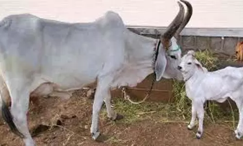 Ajmer: पशु पंजीकरण योजना के लिए किया जागरूक Ajmer: पशु पंजीकरण योजना के लिए किया जागरूक