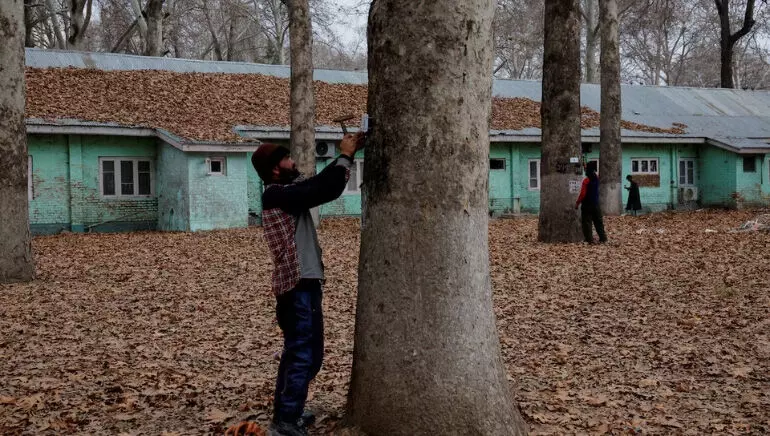 Kashmir के प्रतिष्ठित चिनार को जियो-टैग किया गया