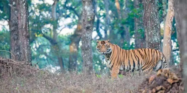 1 फरवरी से सिमिलिपाल में प्रवेश करने वाले पर्यटकों के लिए ऑनलाइन बुकिंग अनिवार्य