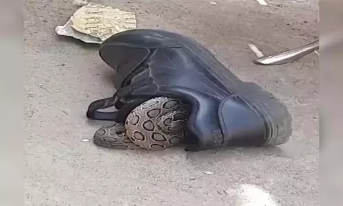 स्टूडेंट के जूते में घुसा था सांप, फुसफुसाने की आवाज सुनकर बाल-बाल बचे स्टूडेंट के जूते में घुसा था सांप, फुसफुसाने की आवाज सुनकर बाल-बाल बचे