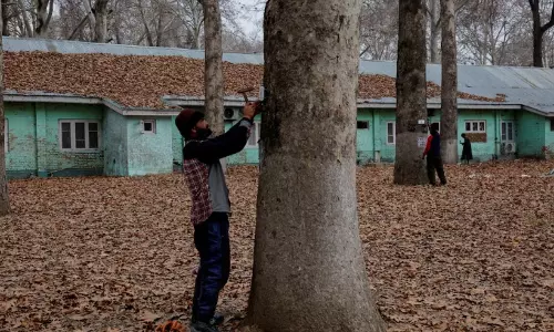 Kashmir के प्रतिष्ठित चिनार को जियो-टैग किया गया Kashmir के प्रतिष्ठित चिनार को जियो-टैग किया गया