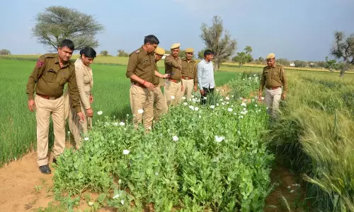 Manipur: चुराचांदपुर में 12 एकड़ अफीम की फसल को जला दिया गया Manipur: चुराचांदपुर में 12 एकड़ अफीम की फसल को जला दिया गया