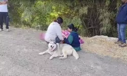 Gujarat: कुत्ते को बचाने के लिए नहर में कूदा मालिक Gujarat: कुत्ते को बचाने के लिए नहर में कूदा मालिक