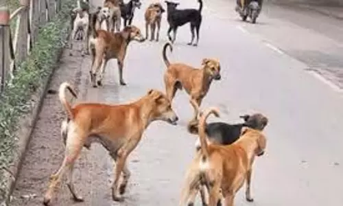 Bhopal: 9 साल के बच्चे पर कुत्तों के झुंड ने किया हमला Bhopal: 9 साल के बच्चे पर कुत्तों के झुंड ने किया हमला