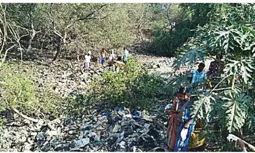 नालियों से निकलने वाला गंदा पानी लैंडफिल के बजाय मैंग्रोव जंगलों में जा रहा
