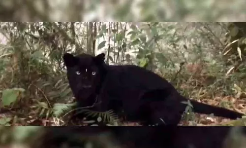 Kurseong के बागोरा रेंज के पास मेलानिस्टिक तेंदुआ मिला Kurseong के बागोरा रेंज के पास मेलानिस्टिक तेंदुआ मिला