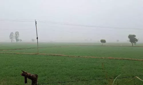 Haryana : हिसार के किसानों की रबी फसल का बाहरी लोगों द्वारा ‘बीमा’ कराया जा रहा