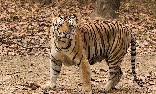 बाघ के हमले से वनकर्मी की पत्नी की मौत, जंगल में मिली लाश बाघ के हमले से वनकर्मी की पत्नी की मौत, जंगल में मिली लाश