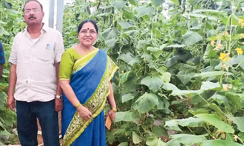 Telangana: सब्ज़ियाँ उगाना एक सब्सिडी वाली फसल