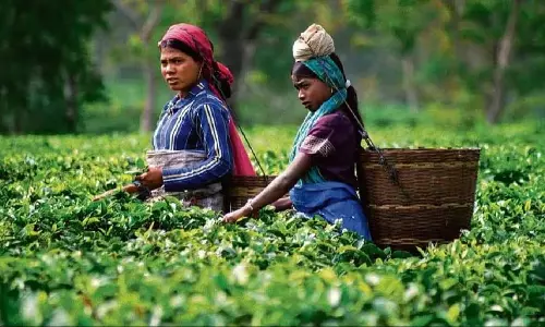 Assam ने 354 चाय बागान अस्पतालों को आयुष्मान आरोग्य मंदिरों में बदलने के लिए