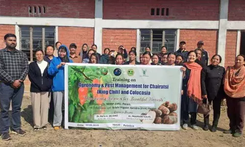 Nagaland : पेलेटकी में कृषि विज्ञान, किंग चिली और कोलोकेसिया के कीट प्रबंधन पर प्रशिक्षण