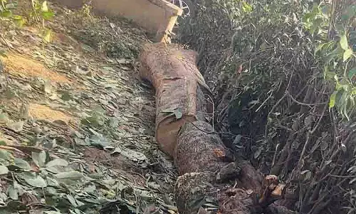 Green Activist: जालंधर अर्बन एस्टेट के पेड़ काटे गए, अभी तक FIR दर्ज नहीं Green Activist: जालंधर अर्बन एस्टेट के पेड़ काटे गए, अभी तक FIR दर्ज नहीं