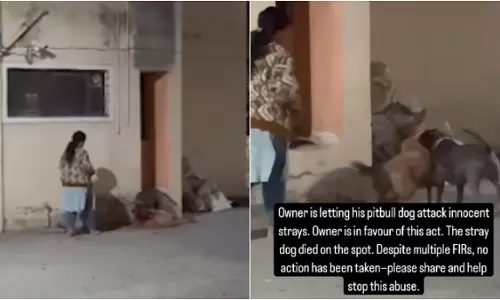पिटबुल ने मालिक के सामने आवारा फीमेल डॉग पर किया जानलेवा हमला, लोगों में आक्रोश