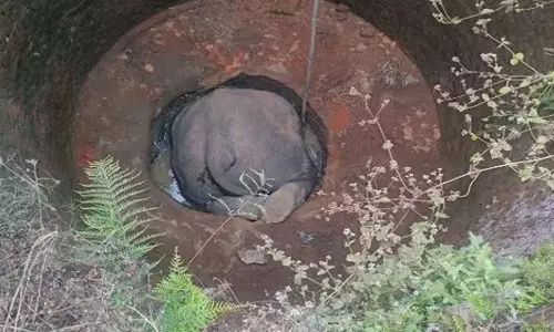 कुएं में मुँह के बल गिरकर हाथी की मौत, खेतों में मचा रहा था उत्पात