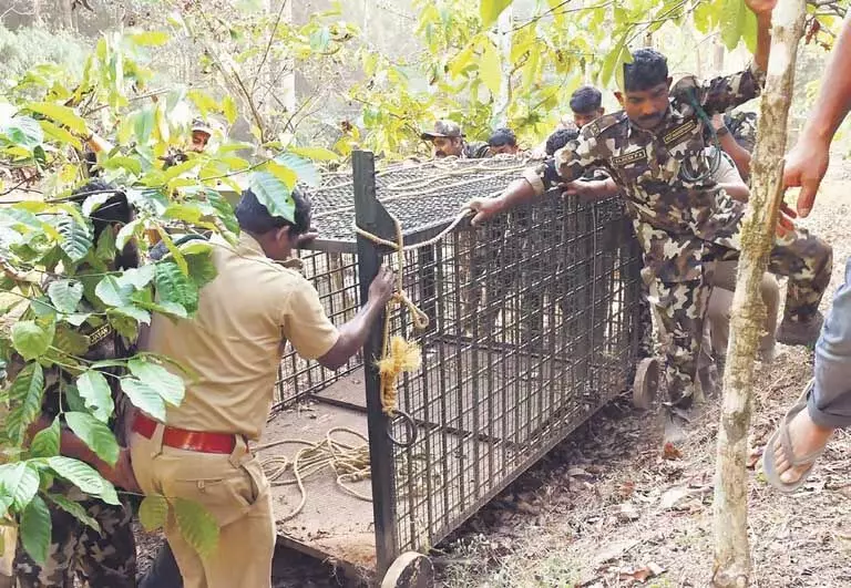 Kerala : वायनाड में बाघ के हमले में आदिवासी महिला की मौत से विरोध प्रदर्शन शुरू