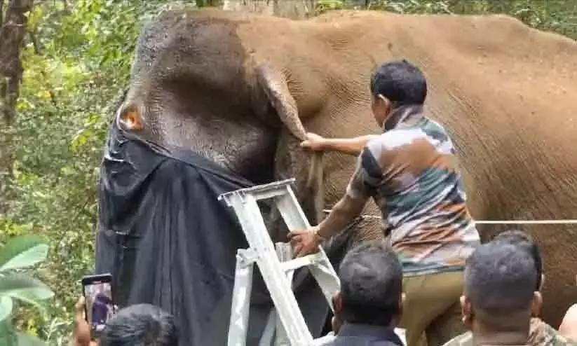 जंगली हाथी के सिर पर नशीली गोली से घाव का इलाज किया गया