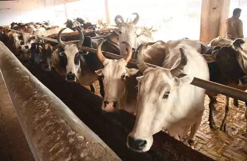 Chandigarh: गौशाला में 17.5 लाख रुपये की लागत से उपकरण लगाने का काम शुरू