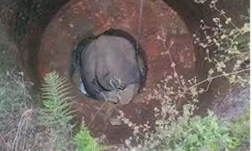 Bokaro: कुआं बना जानलेवा, मुंह के बल गिरा हाथी, मौत
