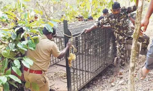 Kerala : वायनाड में बाघ के हमले में आदिवासी महिला की मौत से विरोध प्रदर्शन शुरू