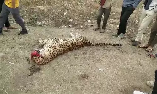 Sagar News:  हाईवे पर अज्ञात वाहन की चपेट में आने से तेंदुए की मौत