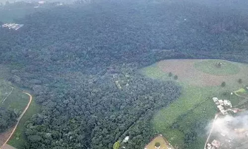 Odisha: बलांगीर में 74 लाख पेड़ लगाने का वन विभाग का दावा विवादित