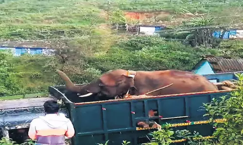 Tamil Nadu: जंबो ‘बुलेट’ को तिरुनेलवेली के कलक्कड़ बाघ अभयारण्य में स्थानांतरित किया गया