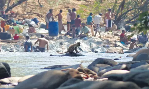 Tamil Nadu: बाघ अभयारण्य में मंदिर उत्सव के लिए वाहनों की संख्या सीमित रखने का निर्णय