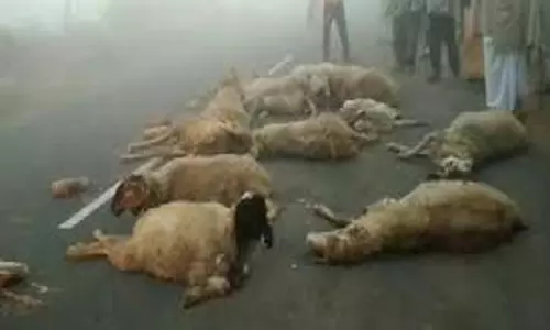 MP News: तेज रफ्तार बस ने भेड़ों को कुचला