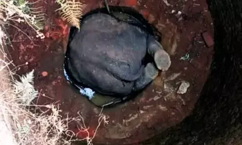 झारखंड के बोकारो गांव में भोजन की तलाश में निकले हाथी की कुएं में गिरने से मौत झारखंड के बोकारो गांव में भोजन की तलाश में निकले हाथी की कुएं में गिरने से मौत