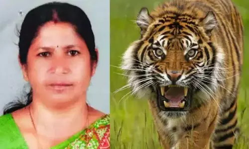 मनंतवाडी में हड़ताल शुरू: मुथंगा से बाघ और हाथी लाने की खोज जारी मनंतवाडी में हड़ताल शुरू: मुथंगा से बाघ और हाथी लाने की खोज जारी