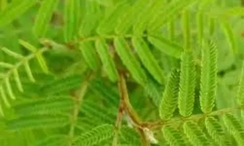 धर्म: शमी वृक्ष के ये 3 उपाय हैं बेहद कारगर, इसकी पूजा से मिलता है सफलता का वरदान धर्म: शमी वृक्ष के ये 3 उपाय हैं बेहद कारगर, इसकी पूजा से मिलता है सफलता का वरदान