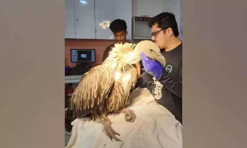 बचाए गए हिमालयी गिद्ध की चिकित्सा जांच
