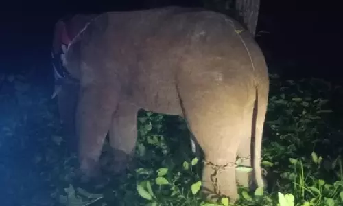 Sundargarh में हाथी पर बम फेंका गया, कटक जिले में एक और हाथी की मौत