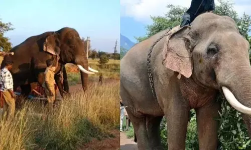 Coimbatore: थलियूर में टहलने गए एक व्यक्ति की हाथी के हमले में मौत