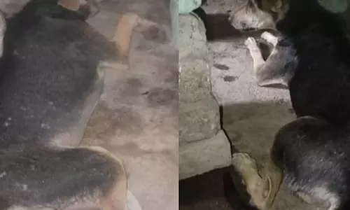 Moradabad: पशु क्रूरता का एक हैरान कर देने वाला मामला सामने आया Moradabad: पशु क्रूरता का एक हैरान कर देने वाला मामला सामने आया