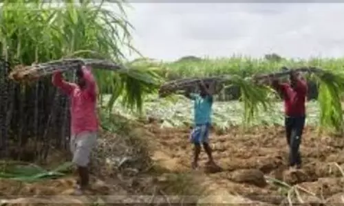 गन्ना किसानों ने Goa सरकार से खरीद का वादा पूरा करने का आग्रह किया