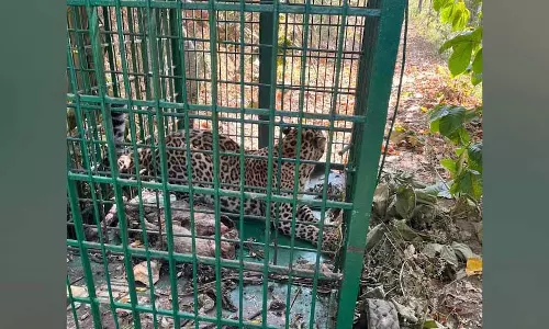 Kerala : पेरुम्बुला में दहशत फैलाने वाले तेंदुए को पकड़ा गया