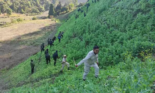 Manipur लहुंगजांग में 35 एकड़ अवैध अफीम की खेती नष्ट