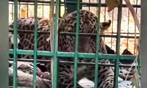 कोझिकोड के कूडारानजी में पिंजरे में फंसा बाघ: एक तीन वर्षीय नर बाघ फँस गया
